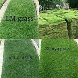 Kikuyu grass and LM grass available