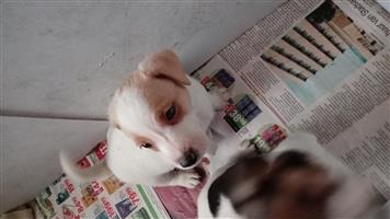 Jack Russel Terrier Puppies 