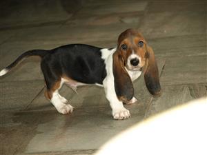  Basset hound puppy