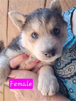 Husky Puppies 