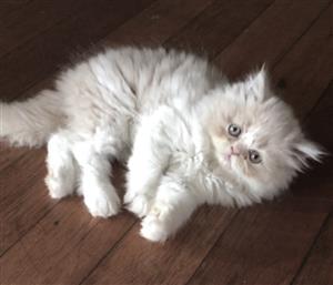 Persian kittens 