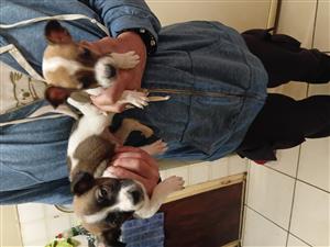 Jack Russell cross pintcher