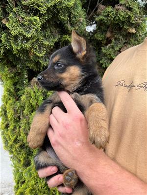 German shepherd puppies 