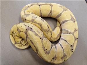 Male Coralglow,Coralglow Spider,Coralglow pinstripe ball pythons for sal.Based i