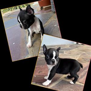 Purebred Boston Terrier Puppies Available