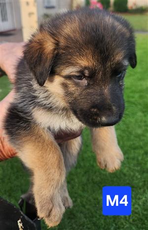 German shepherd pups 