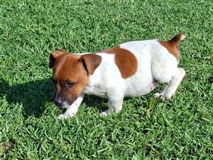 Beautiful Jack Russel puppies for sale - Males & Females