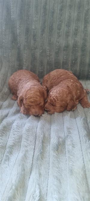 Gorgeous French poodle males available (Toy) 