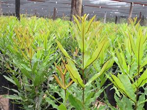 Leeukroon Macadamia Seedlings is now open for orders for the 2021/2022 season. 