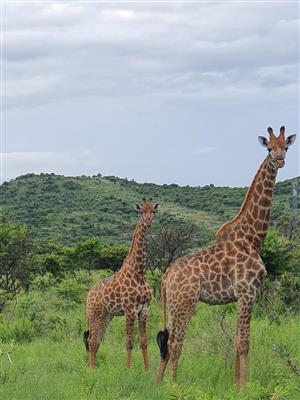 GAME FARM IN ESTCOURT - WITH ABATTOIR