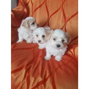 Miniature Maltese Poodles 