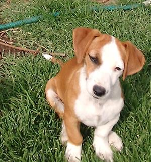 Jack Russell puppies 