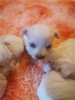 Maltese miniature Puppies