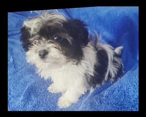 Morkie puppies