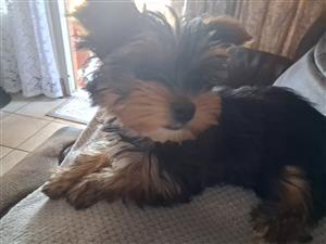 Pocket yorkie 
