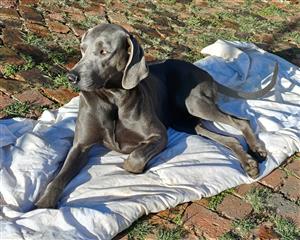 Weimaraner puppies