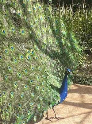 Peacocks for sale. Beautiful young peacocks 2 pairs available. 