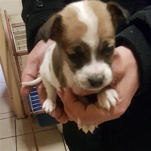 Jack Russell X morkies