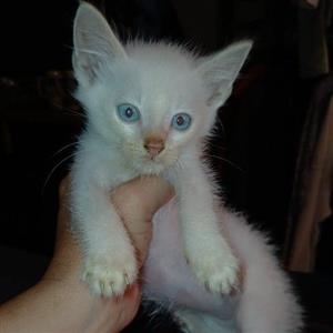 Male Siamese x kitten