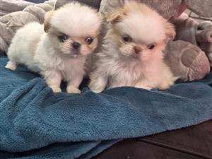 Miniature Pekingese puppies 