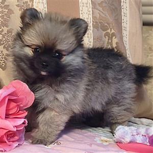 beautiful Pomeranian 