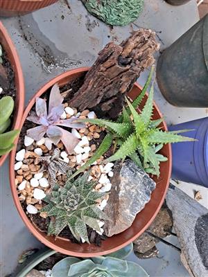 Plante te koop