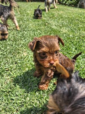 Yorkshire terrier