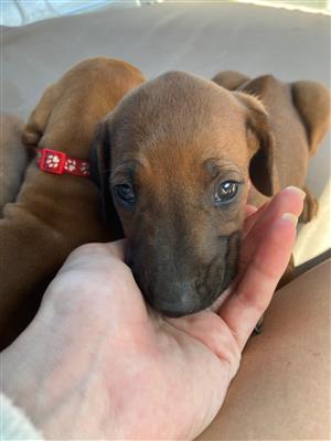 Rhodesian Ridgeback Puppies