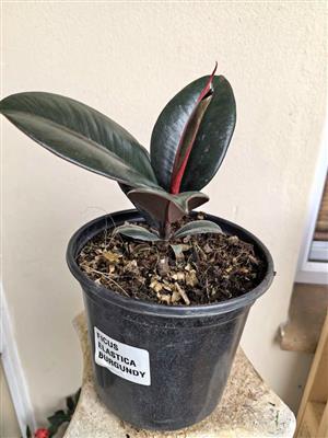 Ficus Elasticus Burgundy  (5 available)