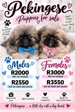 Pekingese Puppies for sale