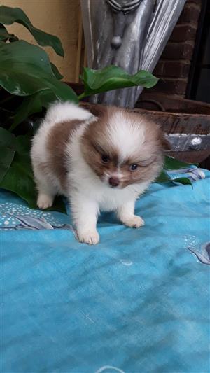 pomeranian toy pom puppies for sale