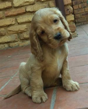 golden spaniel puppies for sale