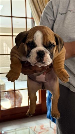 Stunning English bulldog puppies available
