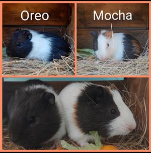 Guinea pigs