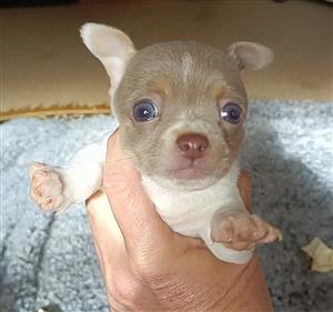 Junkmail chihuahua best sale puppies for sale