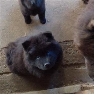 chow chow puppies black and brown.