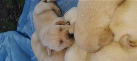 Dogs And Puppies In Eastern Cape Junk Mail