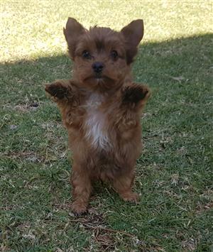 sable yorkshire terrier