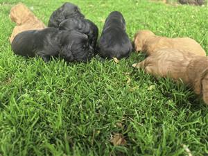 Purebred Cocker Spaniel Puppies available for booking. 