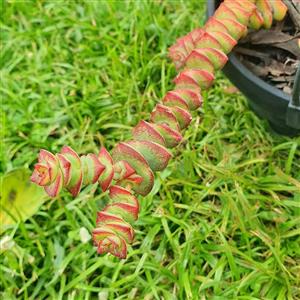 String Of Ruby Necklace 