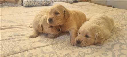 Gorgeous Golden Retriever puppies available