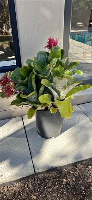 Large pink Bromelia  plant