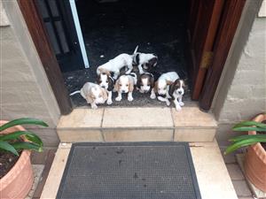 Beautiful purebred basset hound puppies for sale 