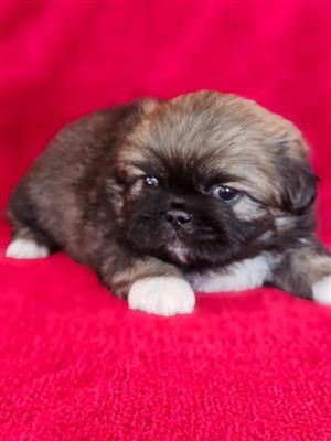 Pekingese puppies!