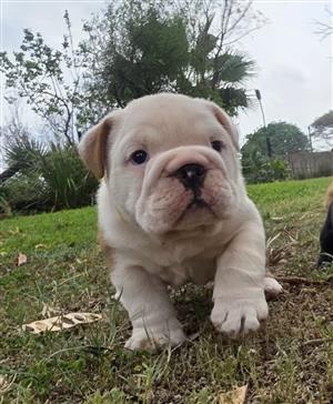 Beautiful English bulldog puppies available 