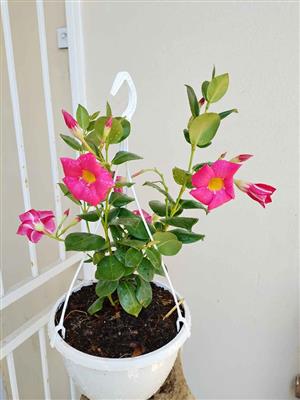 Gorgeous Dipladenia Hanging Baskets 