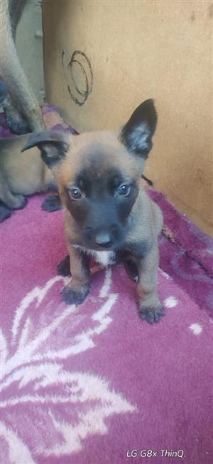 Malinois Puppy for sale 