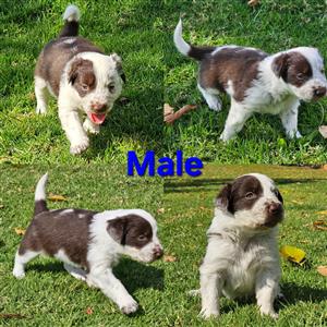 Purebred Beautiful Border collie puppies