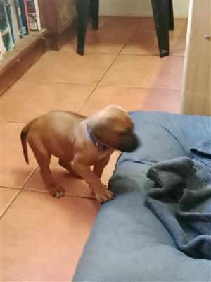 Beautiful Rhodesian Ridgeback puppies 