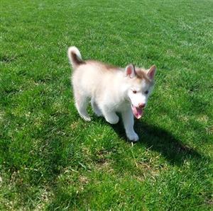 Siberian husky puppies for sale